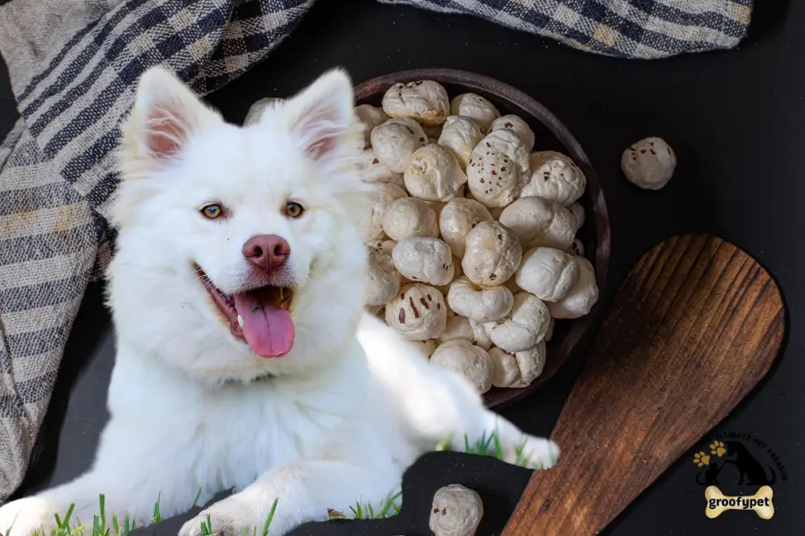 can dogs eat makhana