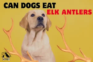 can dogs eat elk antlers