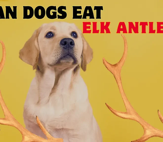 Can Dogs Eat Elk Antlers? Discover the Benefits and Scary Risks!