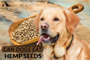can dogs eat hemp seeds