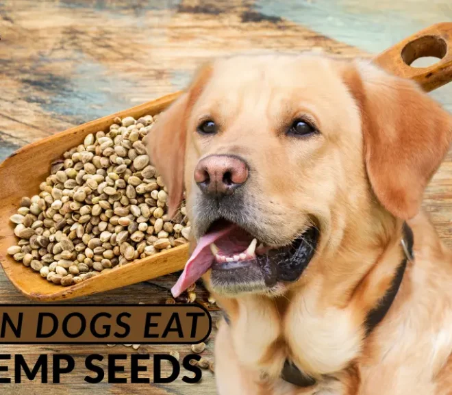 Can Dogs Eat Hemp Seeds? A Complete Guide to Benefits and Scary Side Effects!