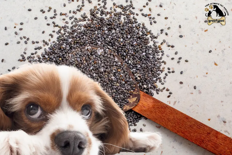 can dogs eat hemp seeds