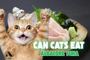 can cats eat albacore tuna
