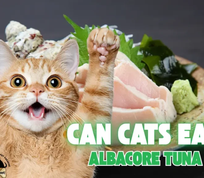 Can Cats Eat Albacore Tuna? The Ultimate Guide to Feline Nutrition and Safety!