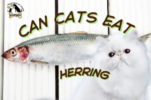 can cats eat herring