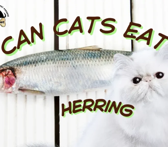 Can Cats Eat Herring Safely? Benefits and Scary Risks Explained!