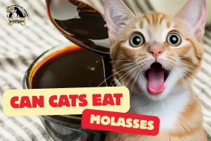 can cats eat molasses