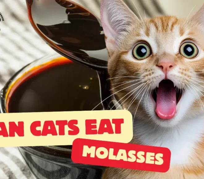 Can Cats Eat Molasses? How This Sweetener Puts Your Cat at Risk!
