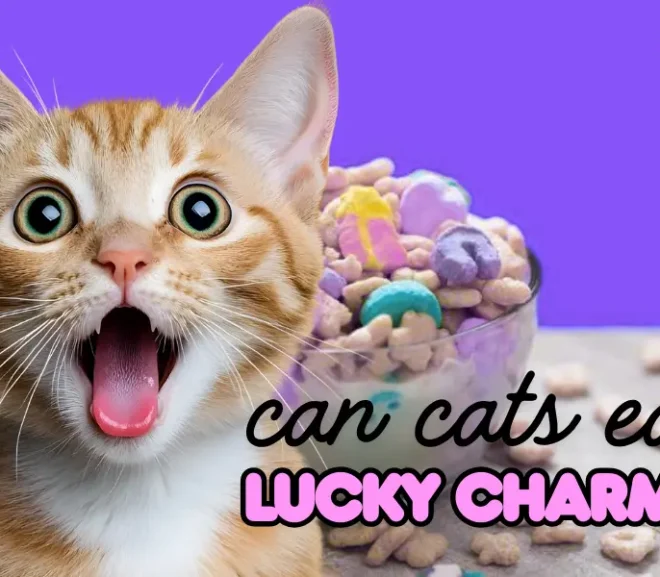 Can Cats Eat Lucky Charms? Why This Sweet Cereal Is a Dangerous Choice for Cats!