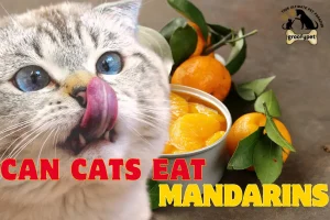 can cats eat mandarins