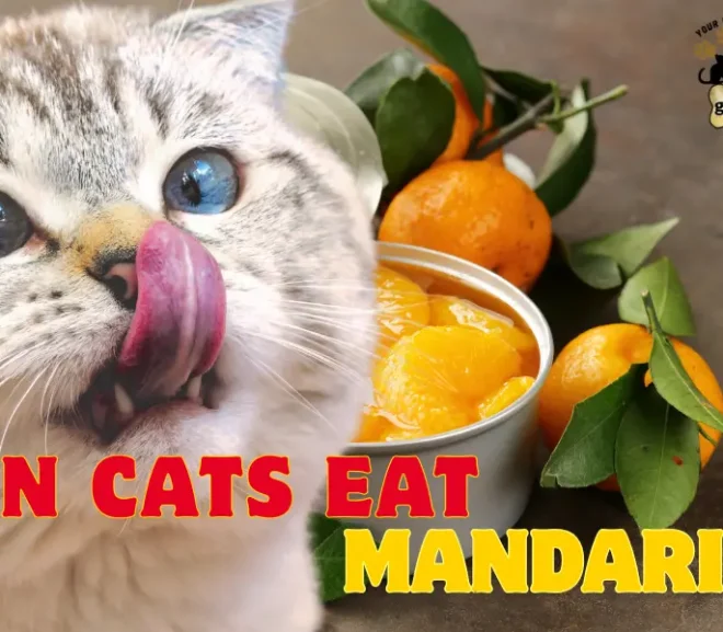 Can Cats Eat Mandarins? Safe Fruit or Toxic Mistake!