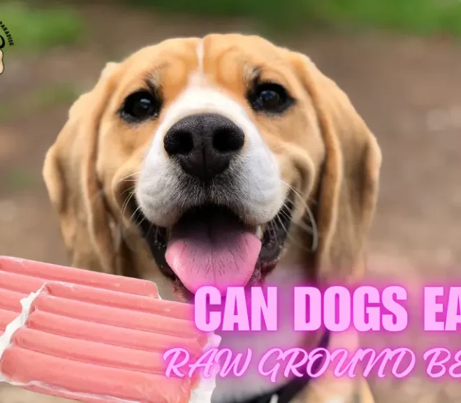 Can Dogs Eat Raw Ground Beef Without Getting Sick? Here’s the Honest Answer!