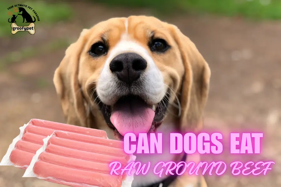 can dogs eat raw ground beef