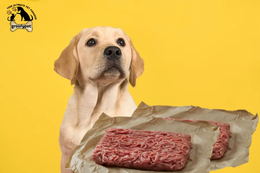 can dogs eat raw ground beef