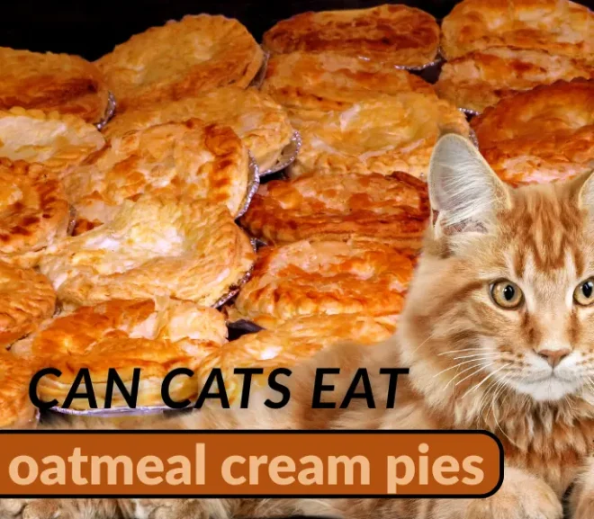 Can Cats Eat Oatmeal Cream Pies? The Scary Truth Behind This Sweet Treat!