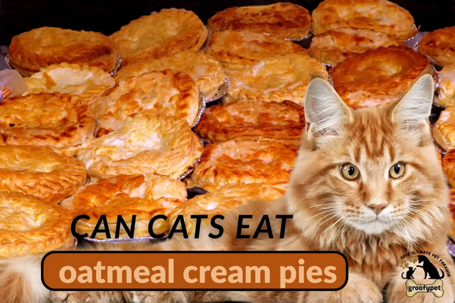 can cats eat oatmeal cream pies