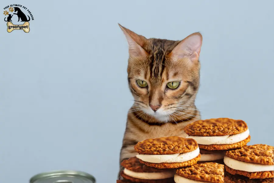 can cats eat oatmeal cream pies
