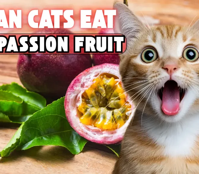 Can Cats Eat Passion Fruit? Learn the Hidden Risk and Keep Your Pet Safe!