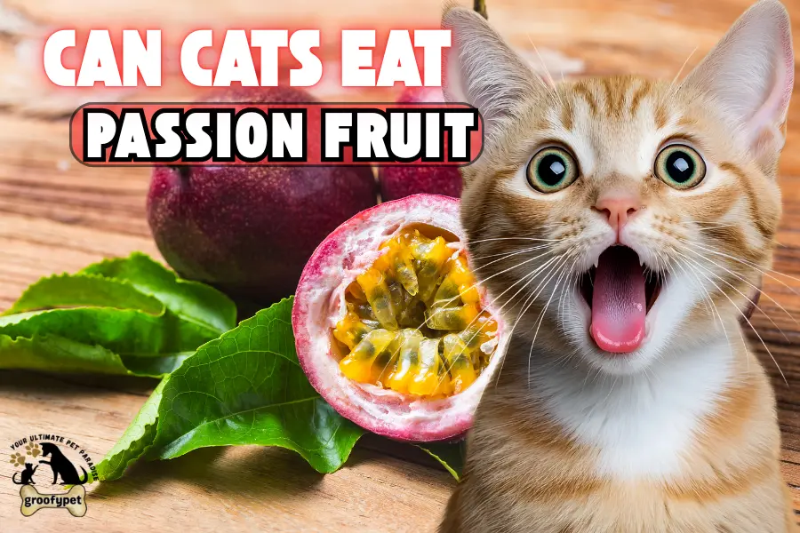 can cats eat passion fruit