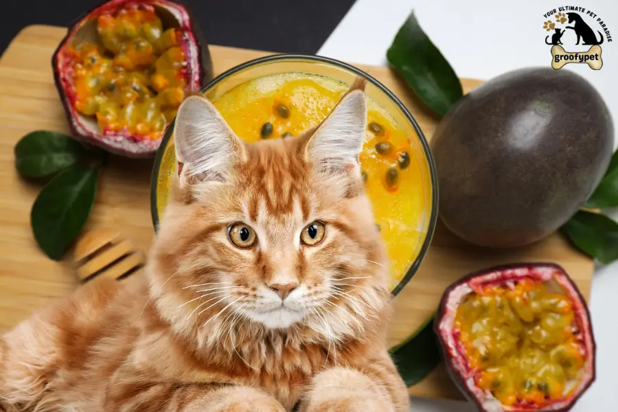 can cats eat passion fruit