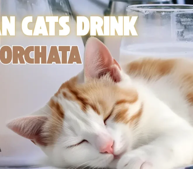 Can Cats Drink Horchata? The Scary Risks Behind This Sweet Drink!