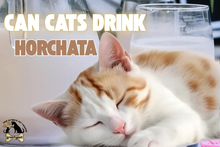 can cats drink horchata