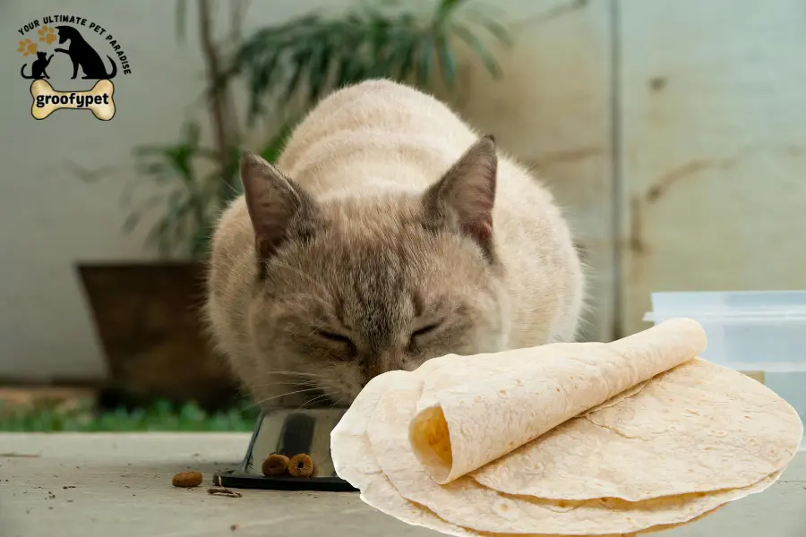 can cats eat tortillas