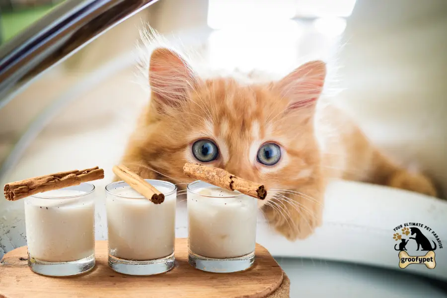 can cats drink horchata