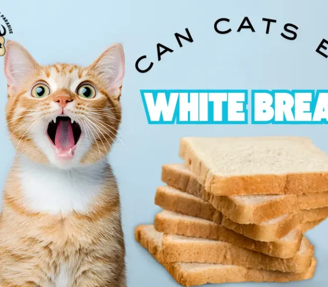 Can Cats Eat White Bread? What Every Loving Cat Owner Should Learn!