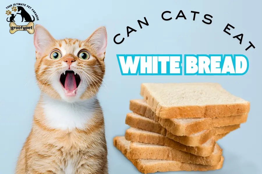 can cats eat white bread