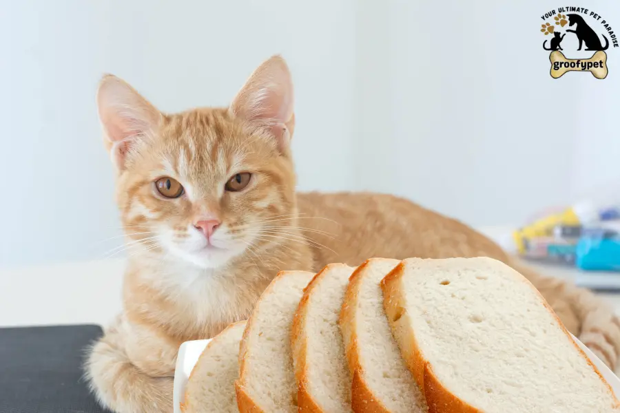 can cats eat white bread