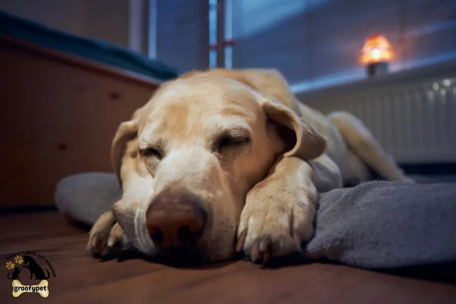 how to heal dog prolapse at home without surgery