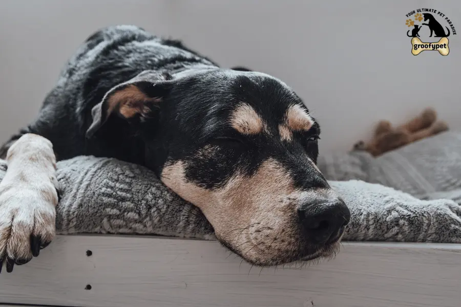 how to heal dog prolapse at home without surgery