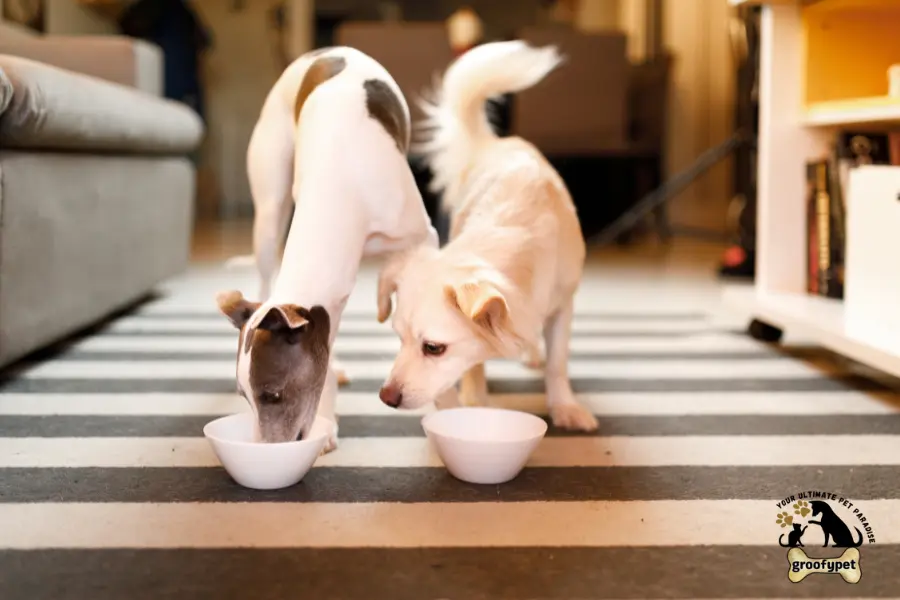 how to heal dog prolapse at home without surgery