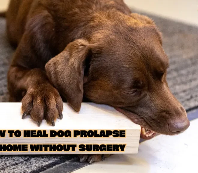 How to Heal Dog Prolapse at Home Without Surgery: Simple Steps That Work!