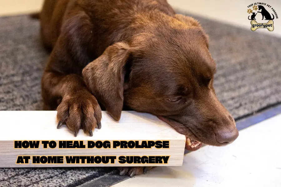 how to heal dog prolapse at home without surgery