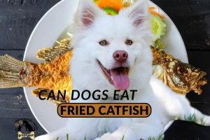 can dogs eat fried catfish