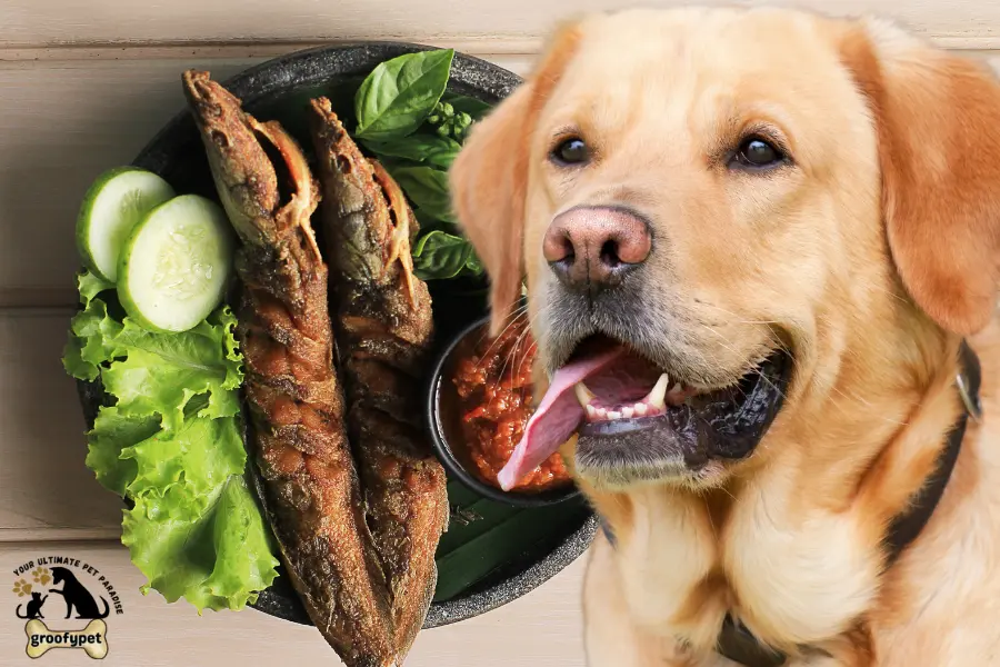 can dogs eat fried catfish