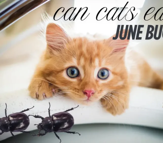 Can Cats Eat June Bugs? Don’t Risk This Hidden Danger to Your Pet!