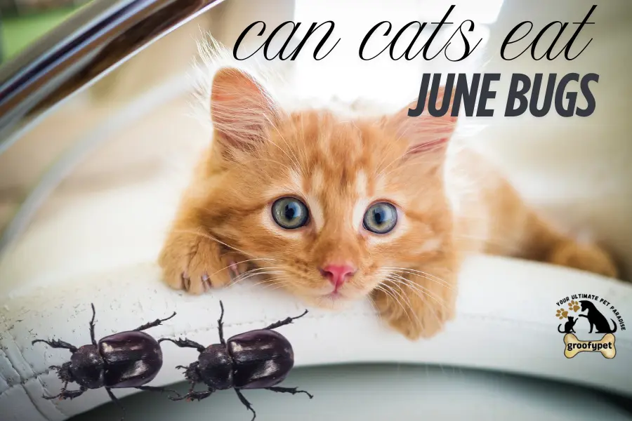 can cats eat june bugs
