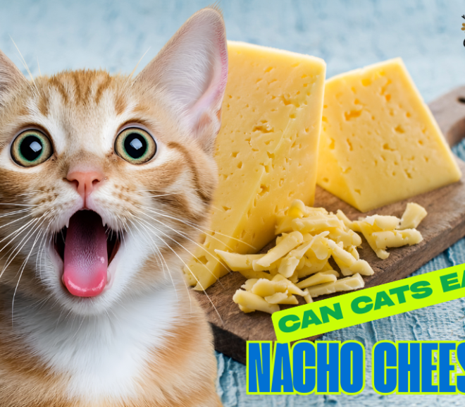 Can Cats Eat Nacho Cheese? Protect Your Furry Friend From Harm!