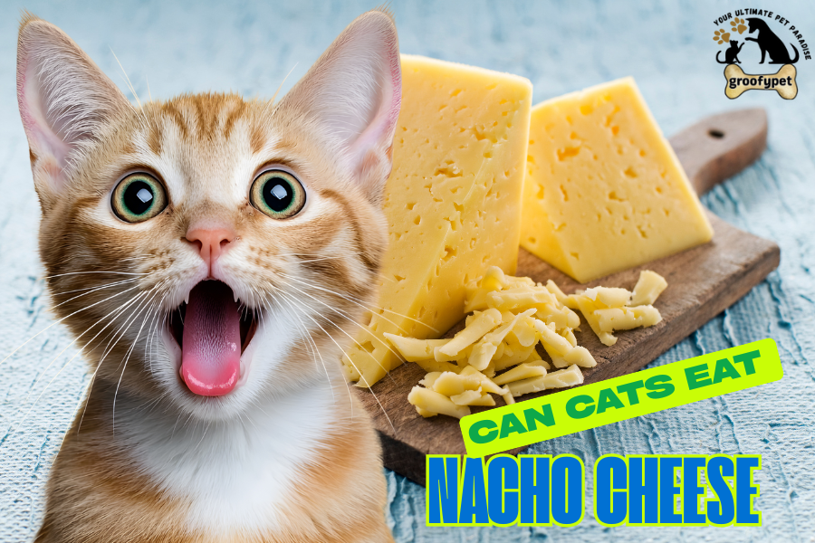 can cats eat nacho cheese