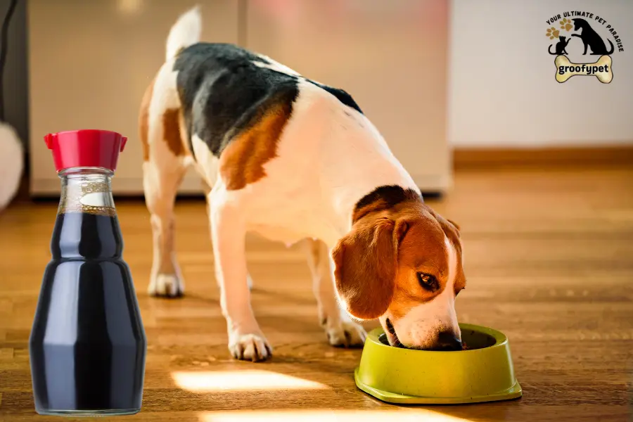 can dogs eat worcestershire sauce