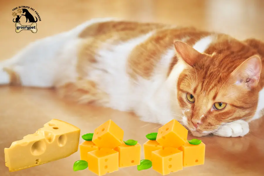 can cats eat nacho cheese