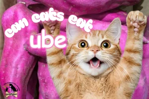 can cats eat ube