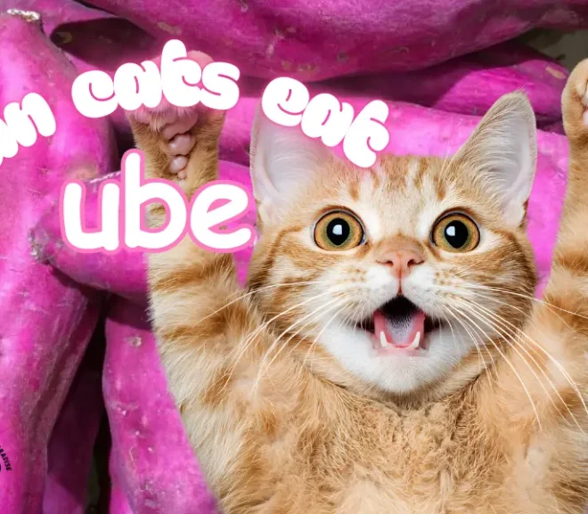 Can Cats Eat Ube Safely or Is It a Hidden Danger?