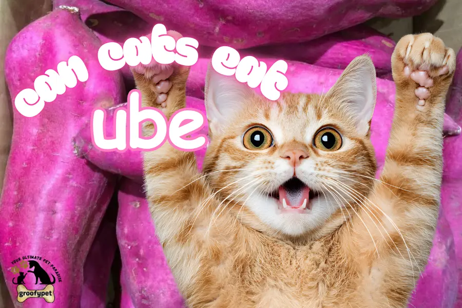 can cats eat ube