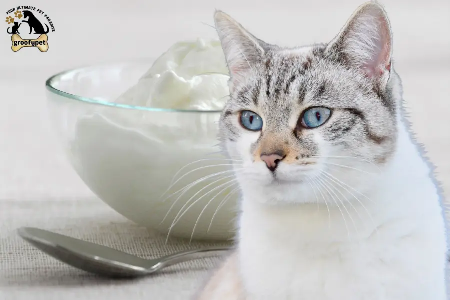 can cats eat yogurt vanilla