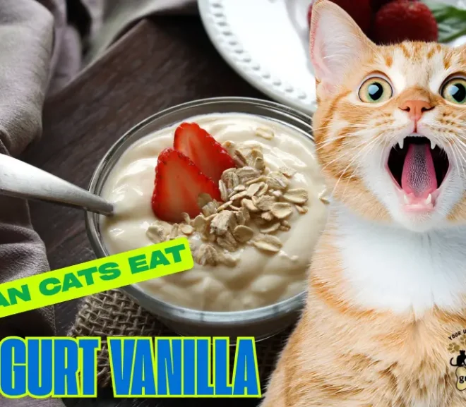 Can Cats Eat Yogurt Vanilla? The Surprising Sweet Snack That Could Harm Your Cat!
