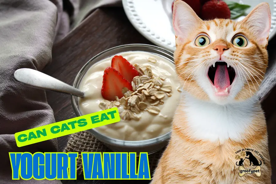 can cats eat yogurt vanilla